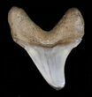 Rare Benedini (Extinct Thresher Shark) Tooth - #40040-1